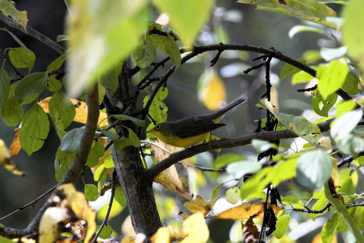 Canada Warbler - ML642508919