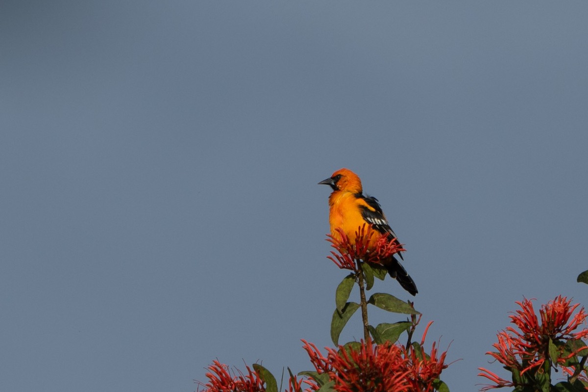 Altamira Oriole - ML642508926