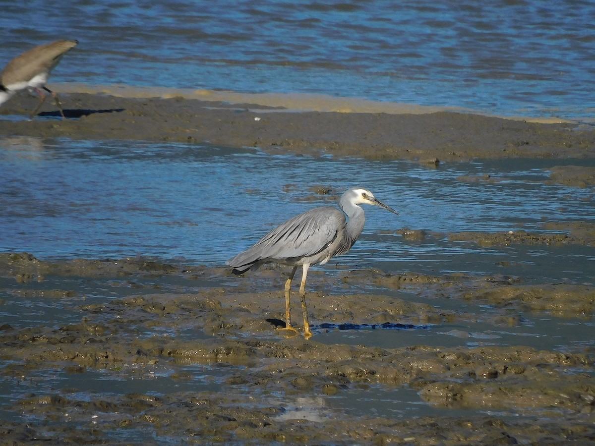White-faced Heron - ML642508927