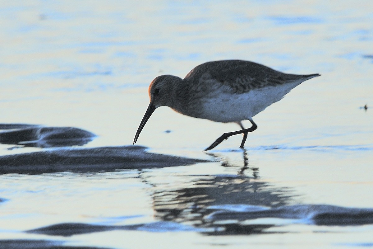 American Oystercatcher - ML642508929