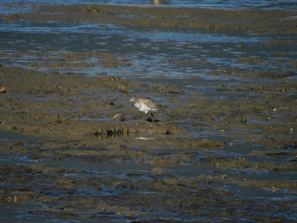 Great Knot - ML642508938