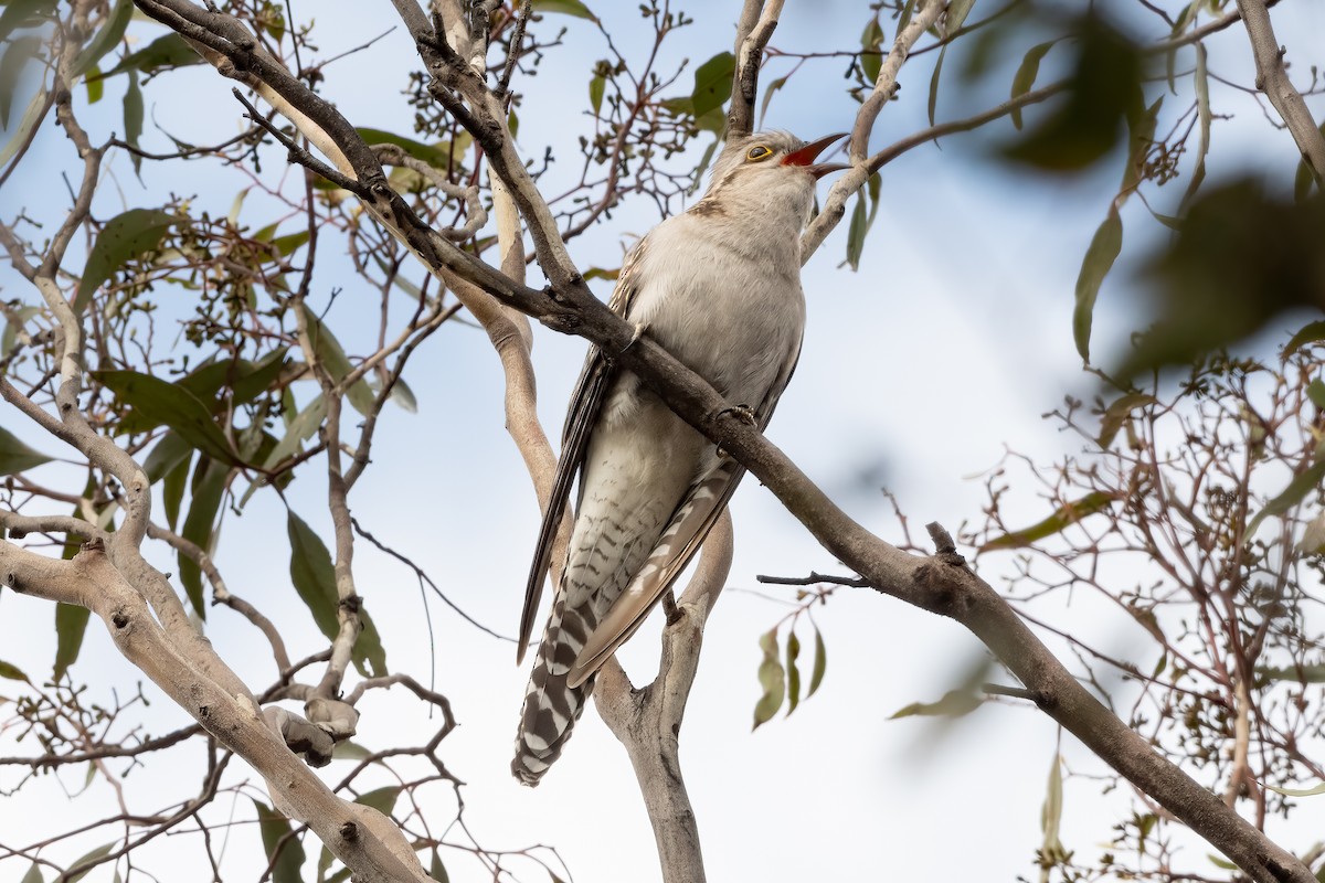 Pallid Cuckoo - ML642508943