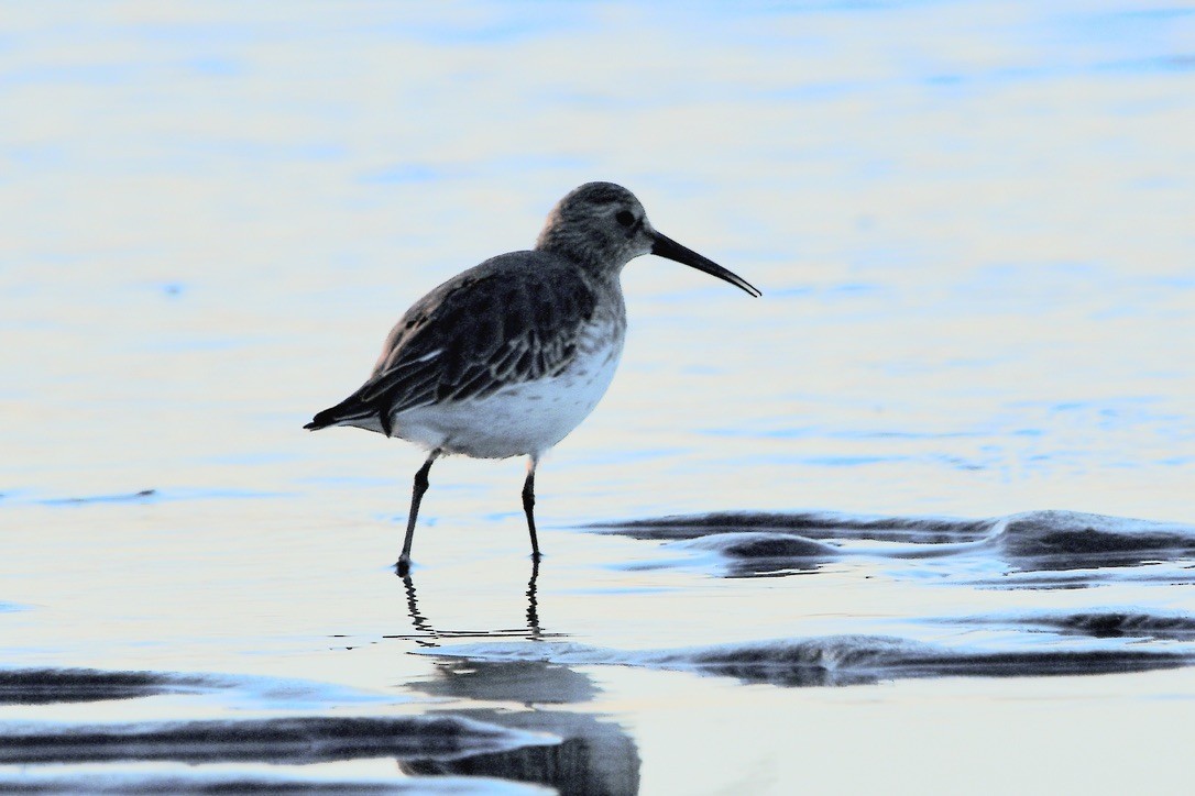 American Oystercatcher - ML642508944