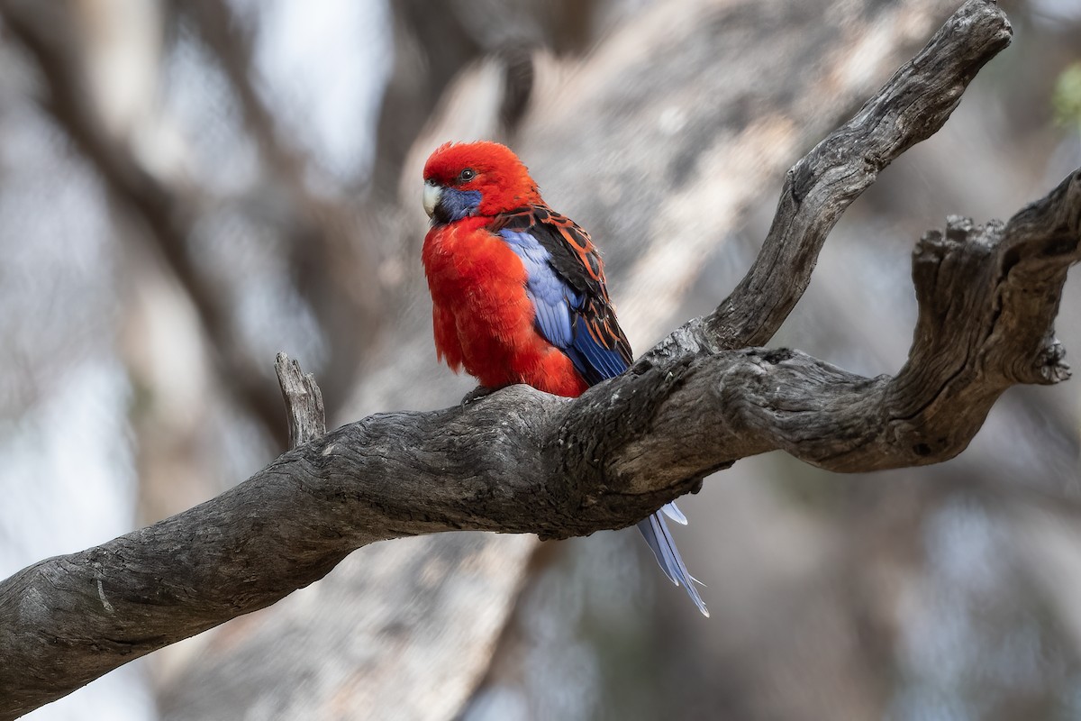 Crimson Rosella - ML642508946
