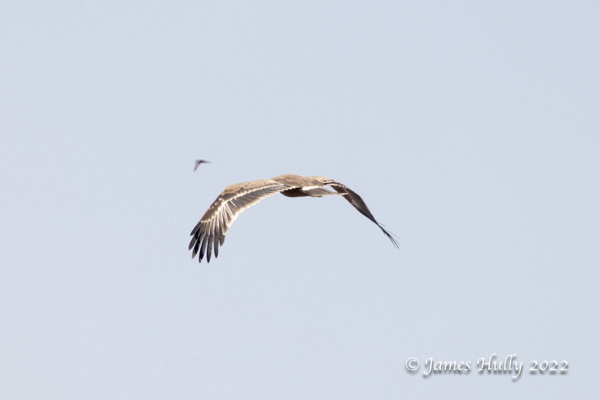 Tawny Eagle - ML642508948
