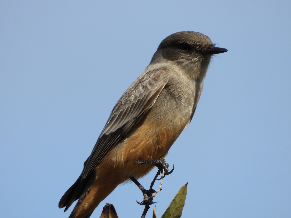 Say's Phoebe - ML642508949