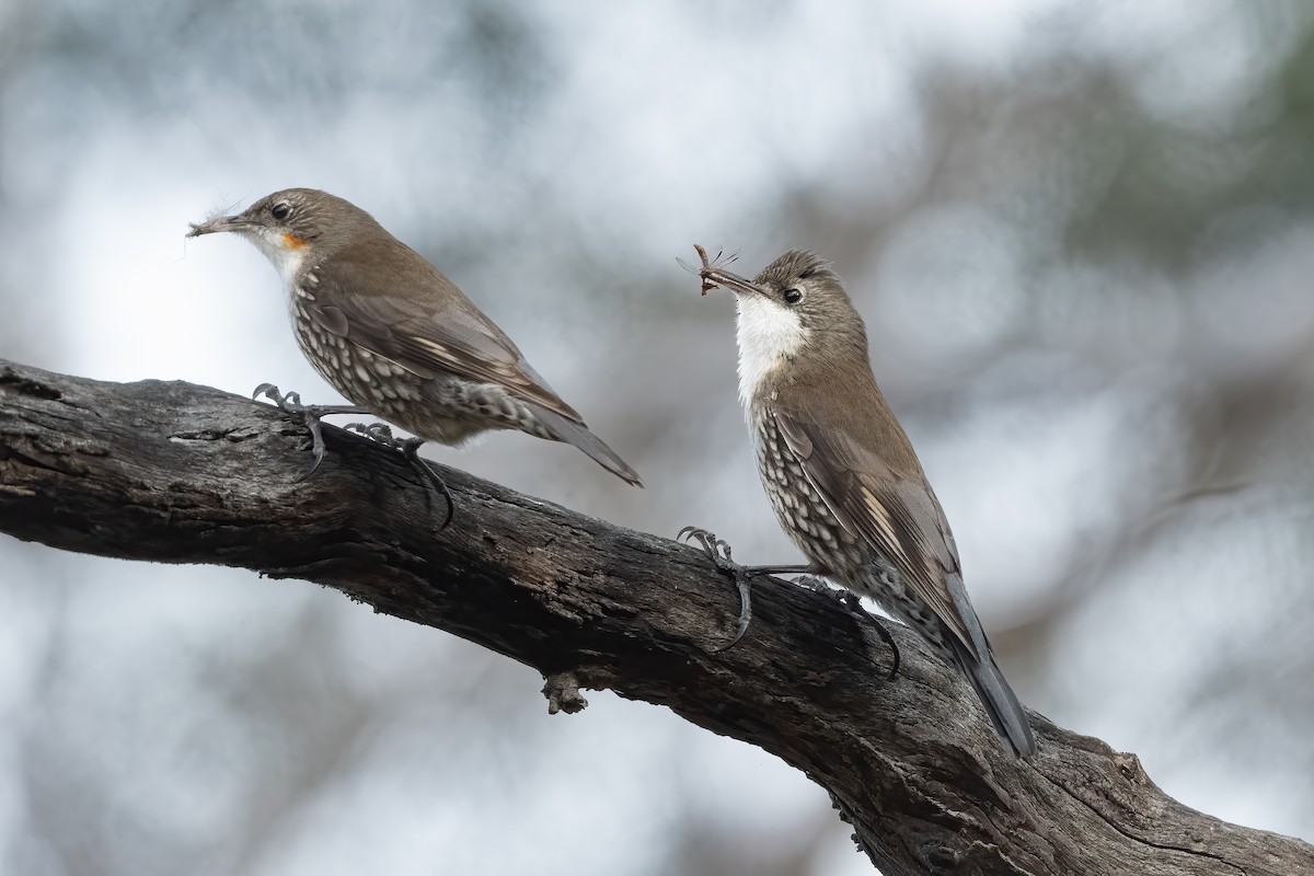 White-throated Treecreeper - ML642508950
