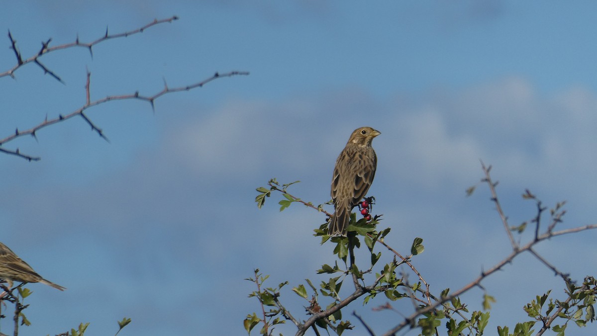 Corn Bunting - ML642508951