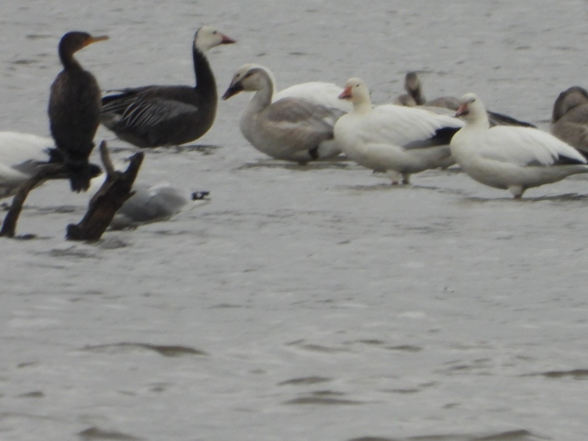 Snow Goose - ML642508952