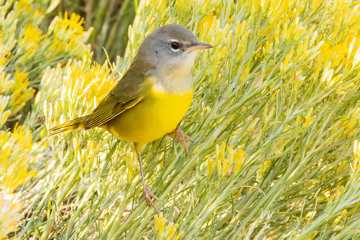 MacGillivray's Warbler - ML642508960