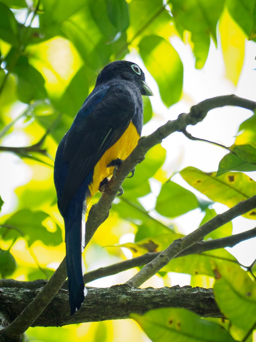 White-tailed Trogon - ML642508966