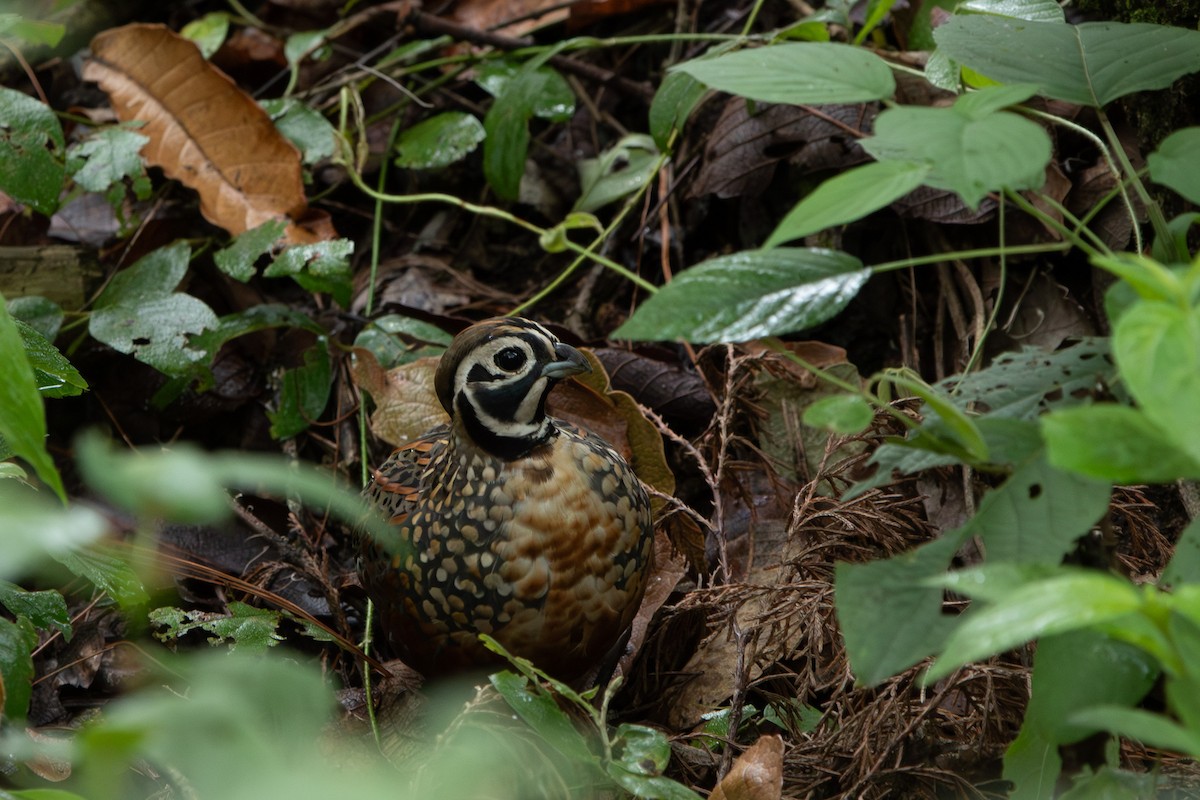 Ocellated Quail - ML642508973