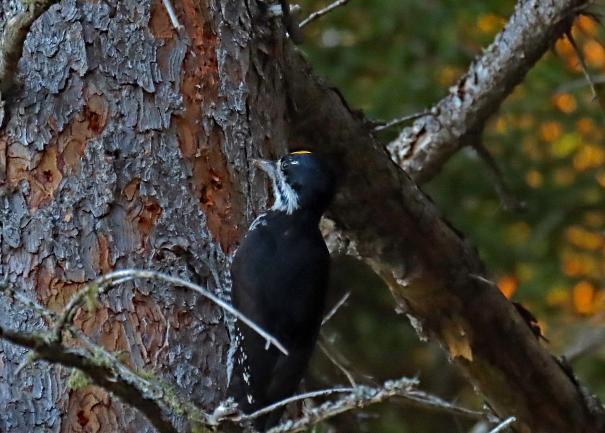 Black-backed Woodpecker - ML642508990