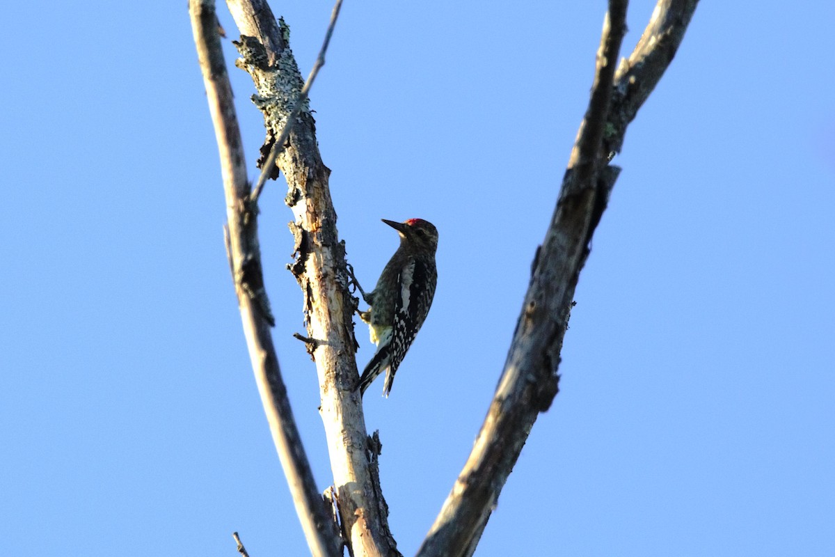 Yellow-bellied Sapsucker - ML642508991