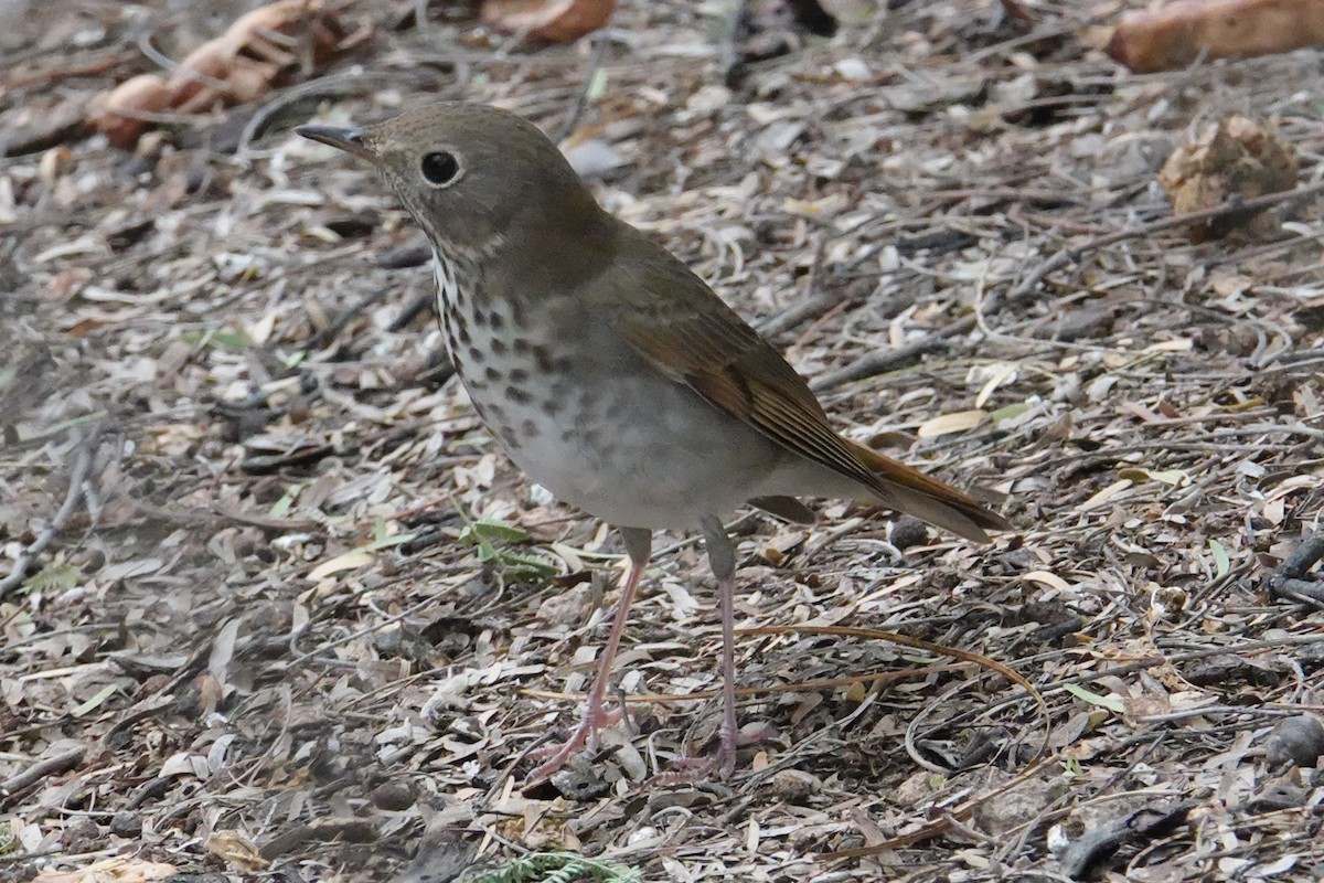 Hermit Thrush - ML642508997