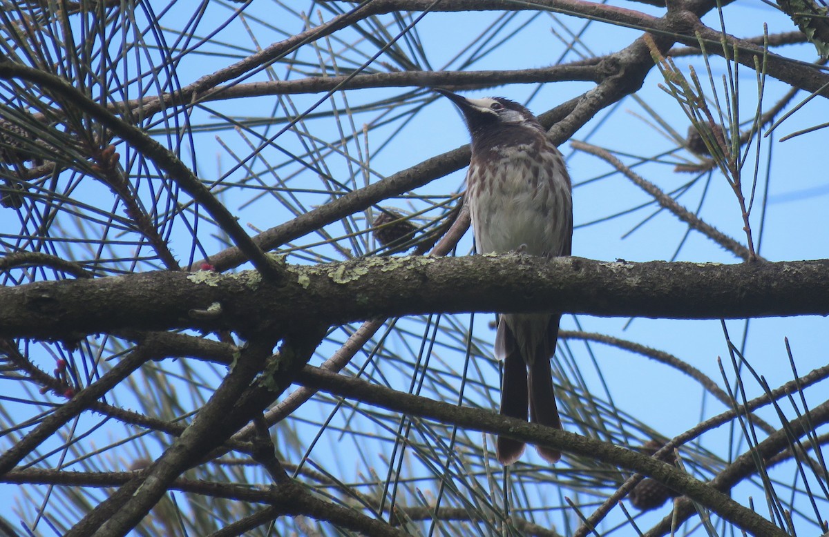 White-fronted Honeyeater - ML642509002