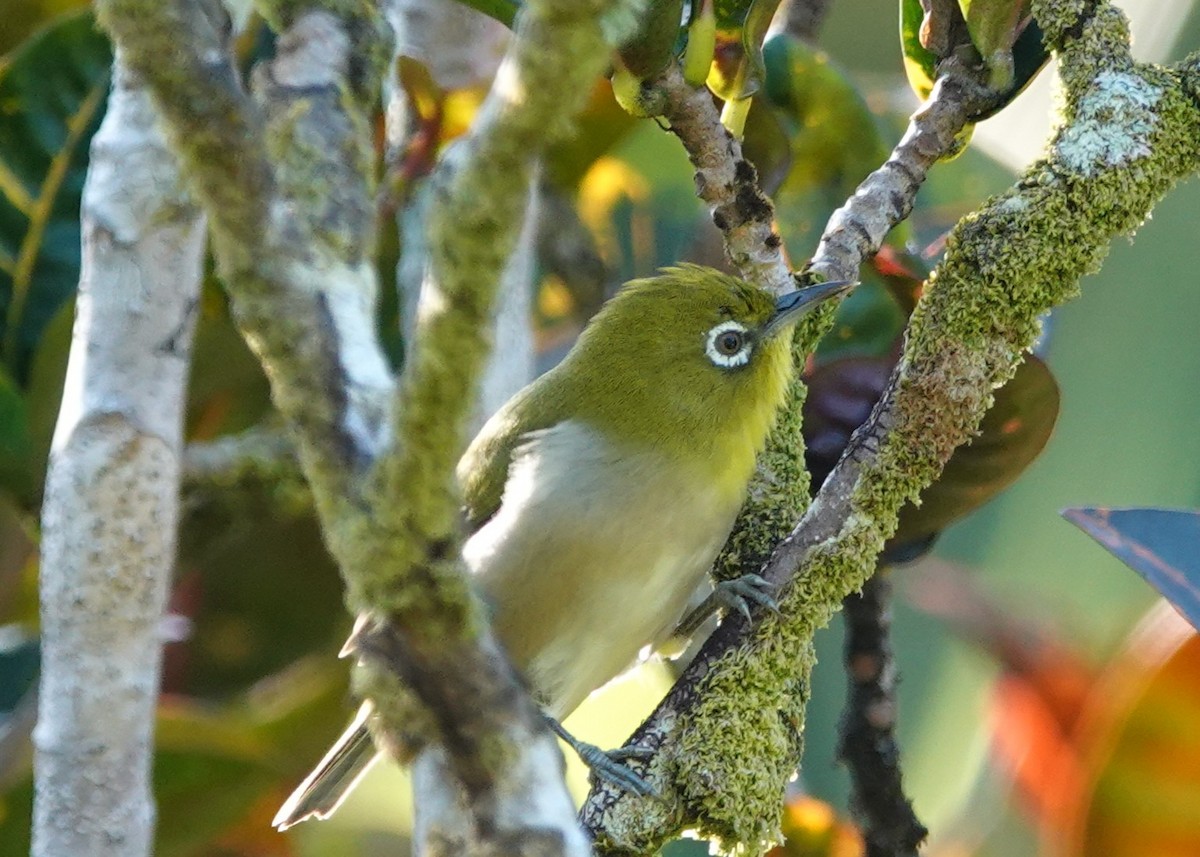Warbling White-eye - ML642509014