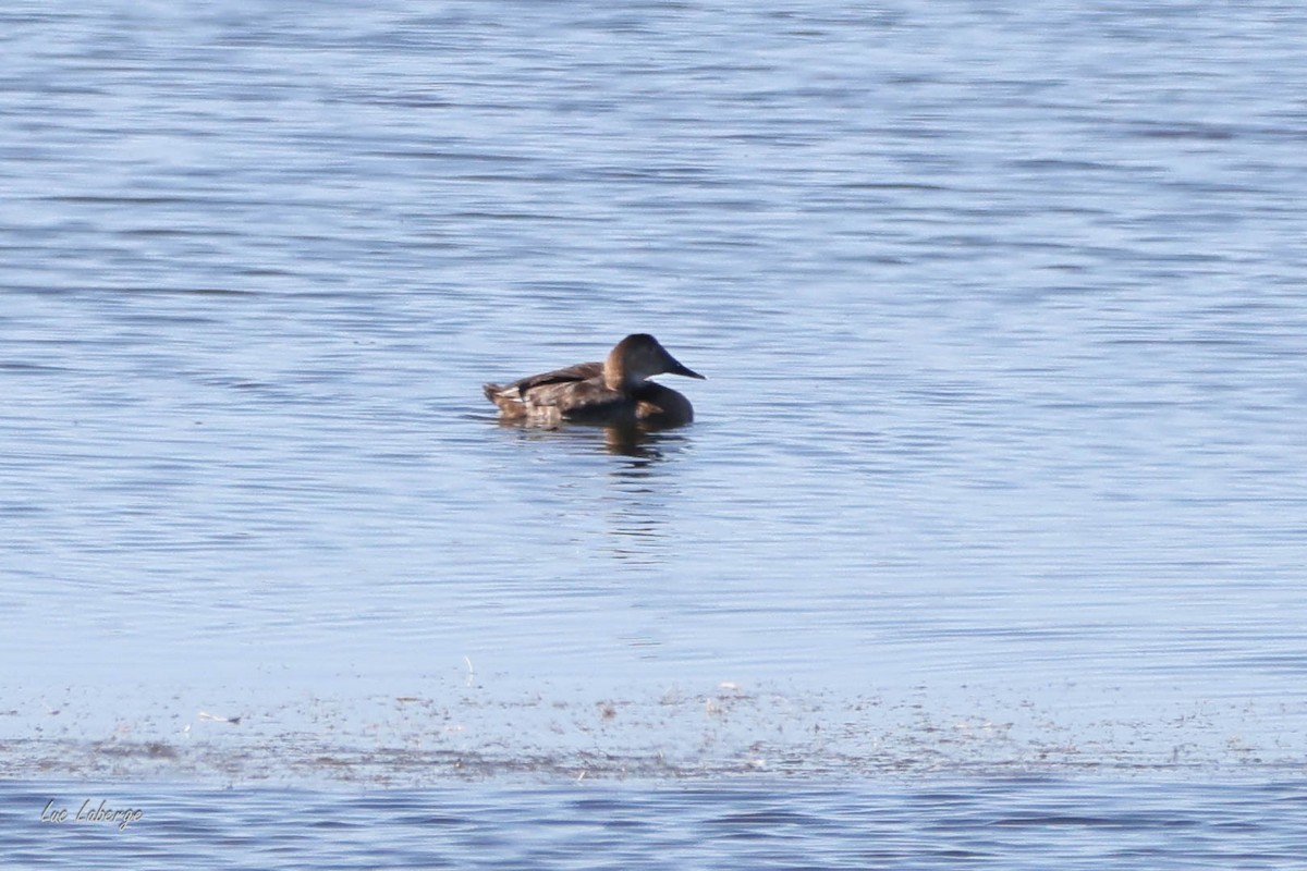 Canvasback - ML642509034