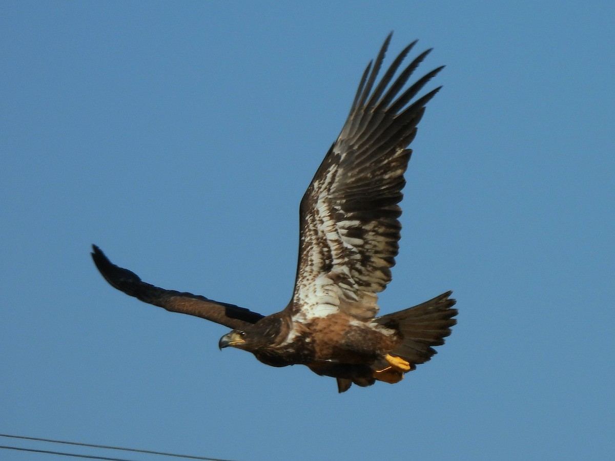 Bald Eagle - ML642509036