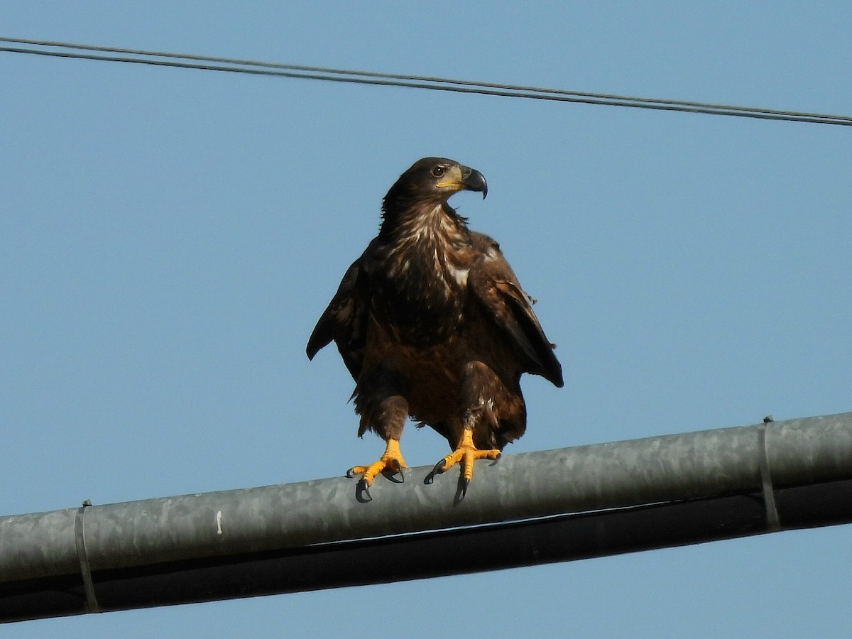 Bald Eagle - ML642509037