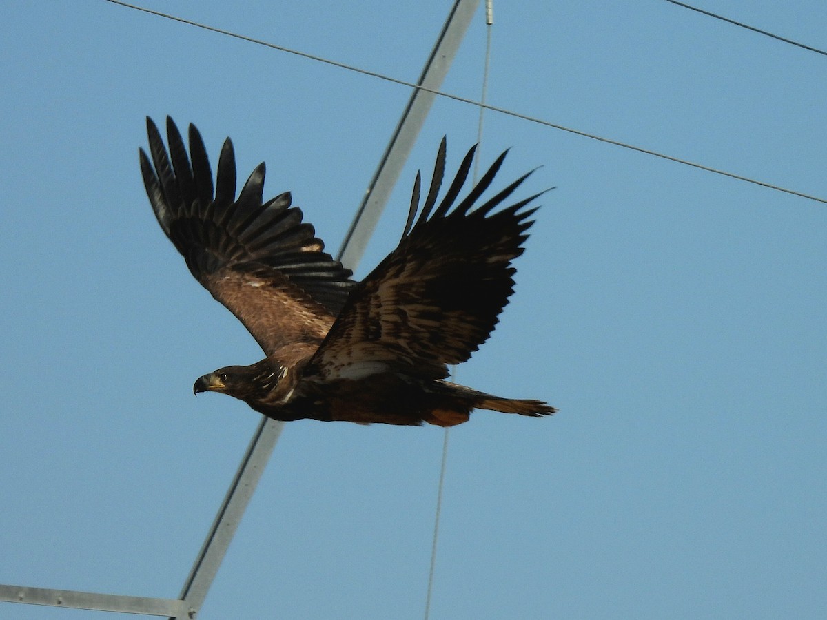 Bald Eagle - ML642509038
