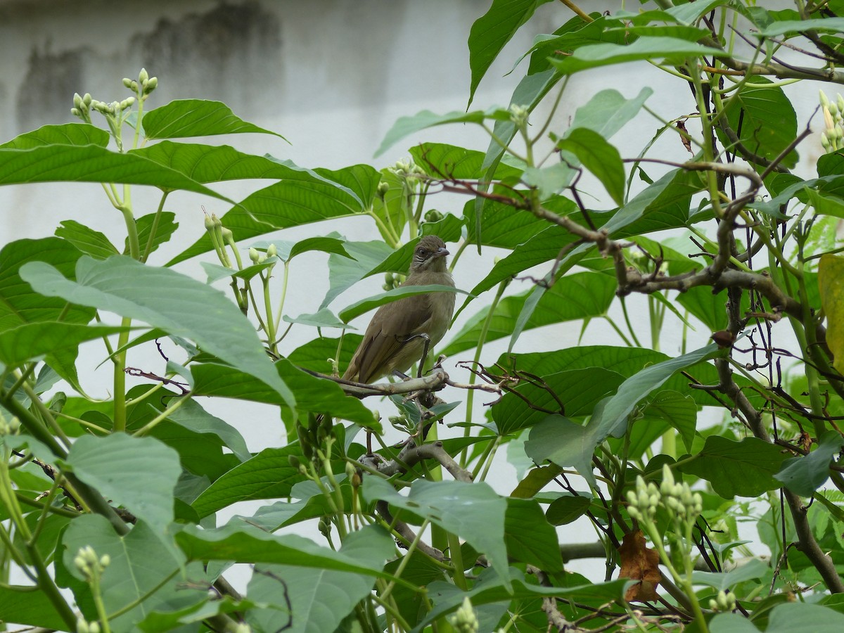 Bulbul de Conrad - ML642509042