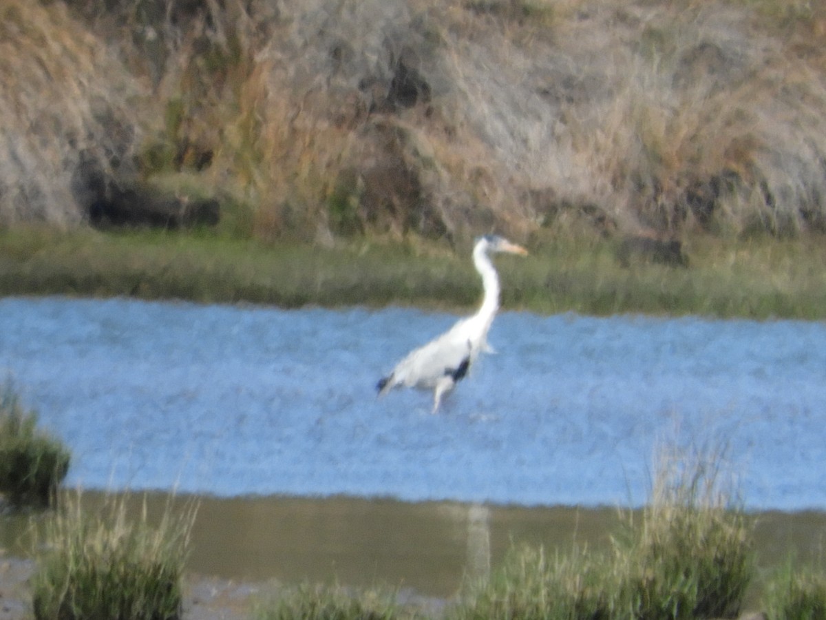 Garza Cuca - ML642509053