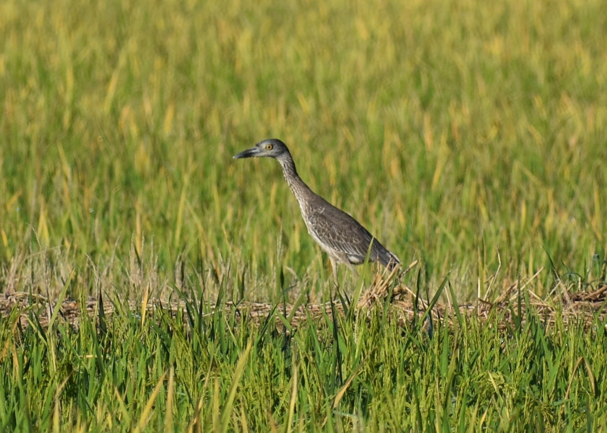 Yellow-crowned Night Heron - ML642509056