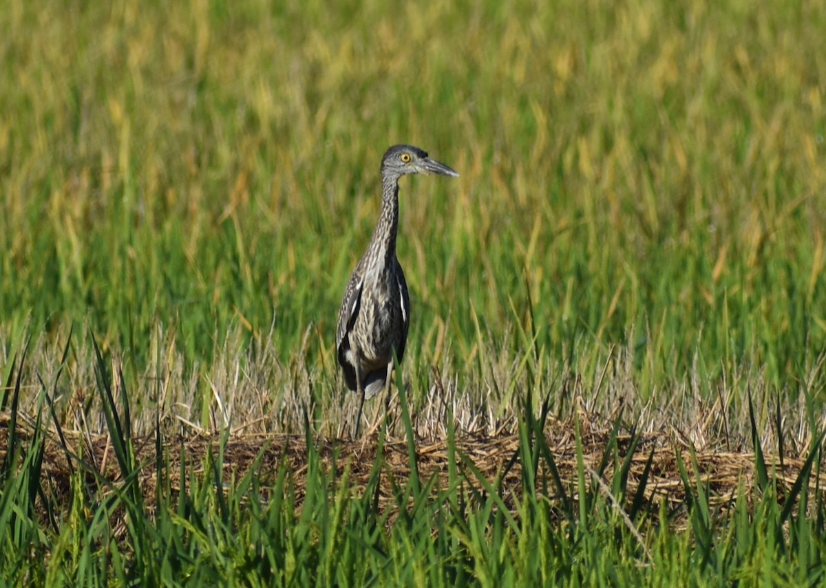 Yellow-crowned Night Heron - ML642509058