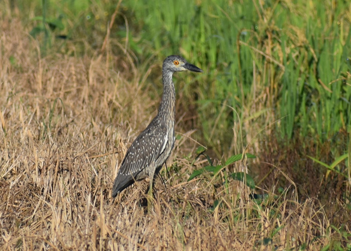 Yellow-crowned Night Heron - ML642509070