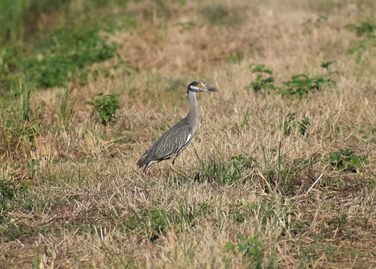 Yellow-crowned Night Heron - ML642509071