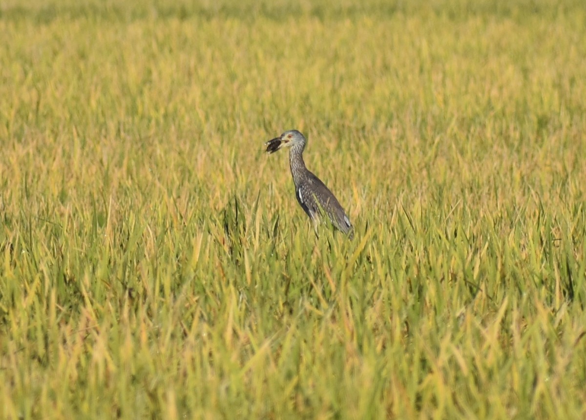 Yellow-crowned Night Heron - ML642509072