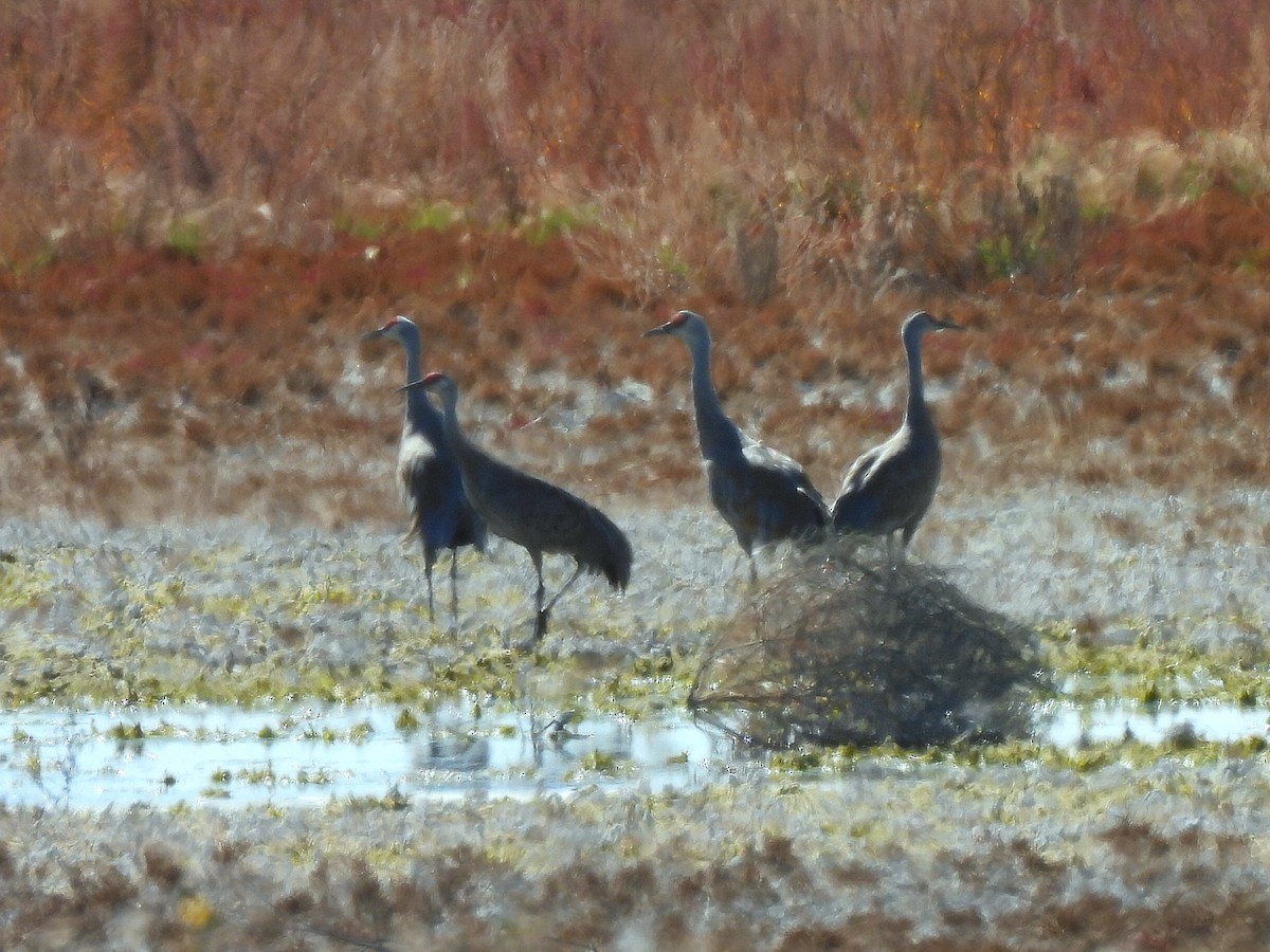 Sandhill Crane - ML642509102