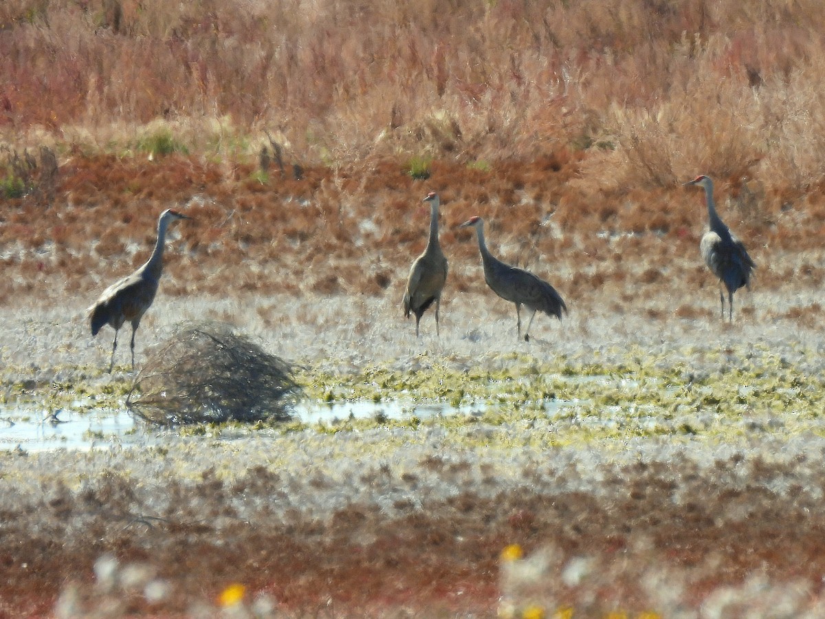 Sandhill Crane - ML642509103