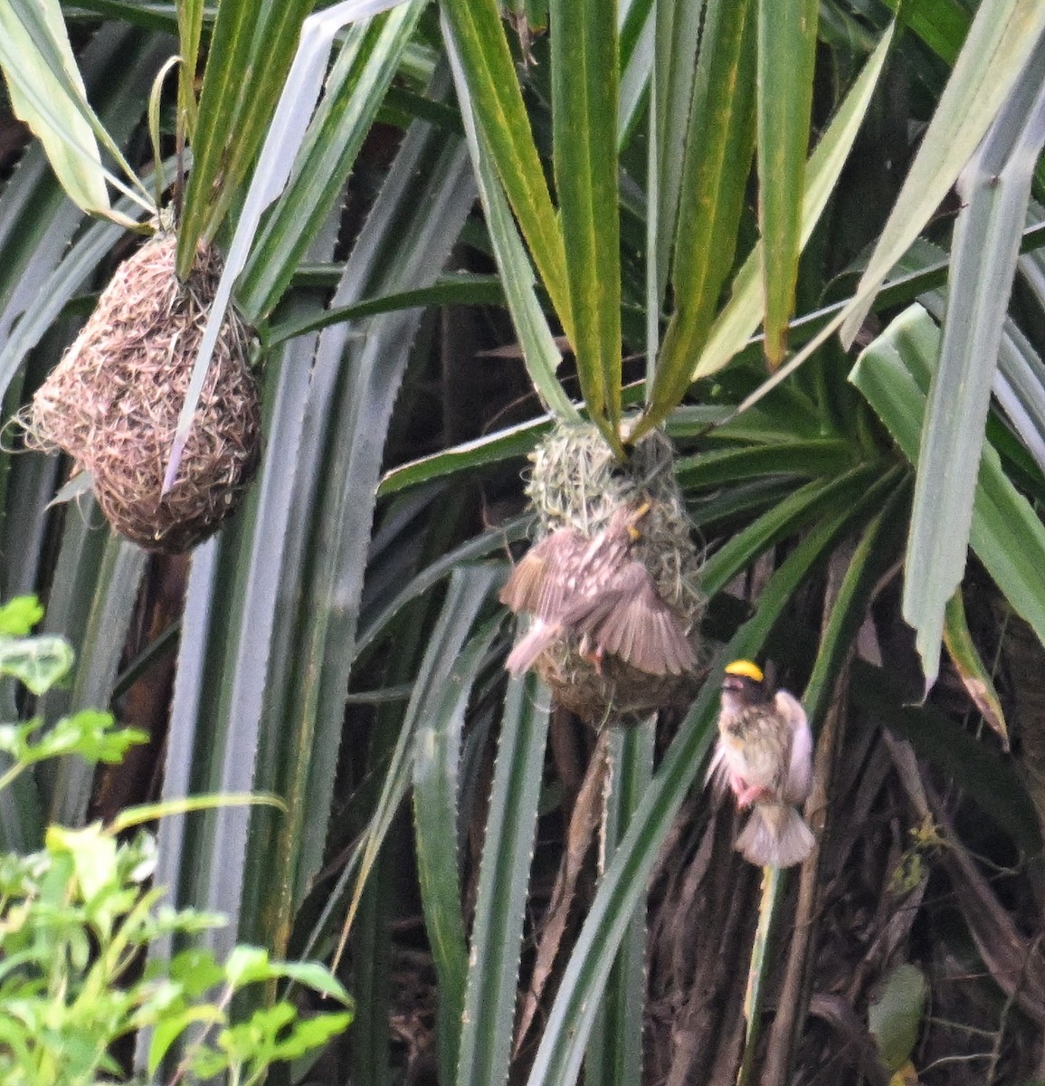 Streaked Weaver - ML642509107