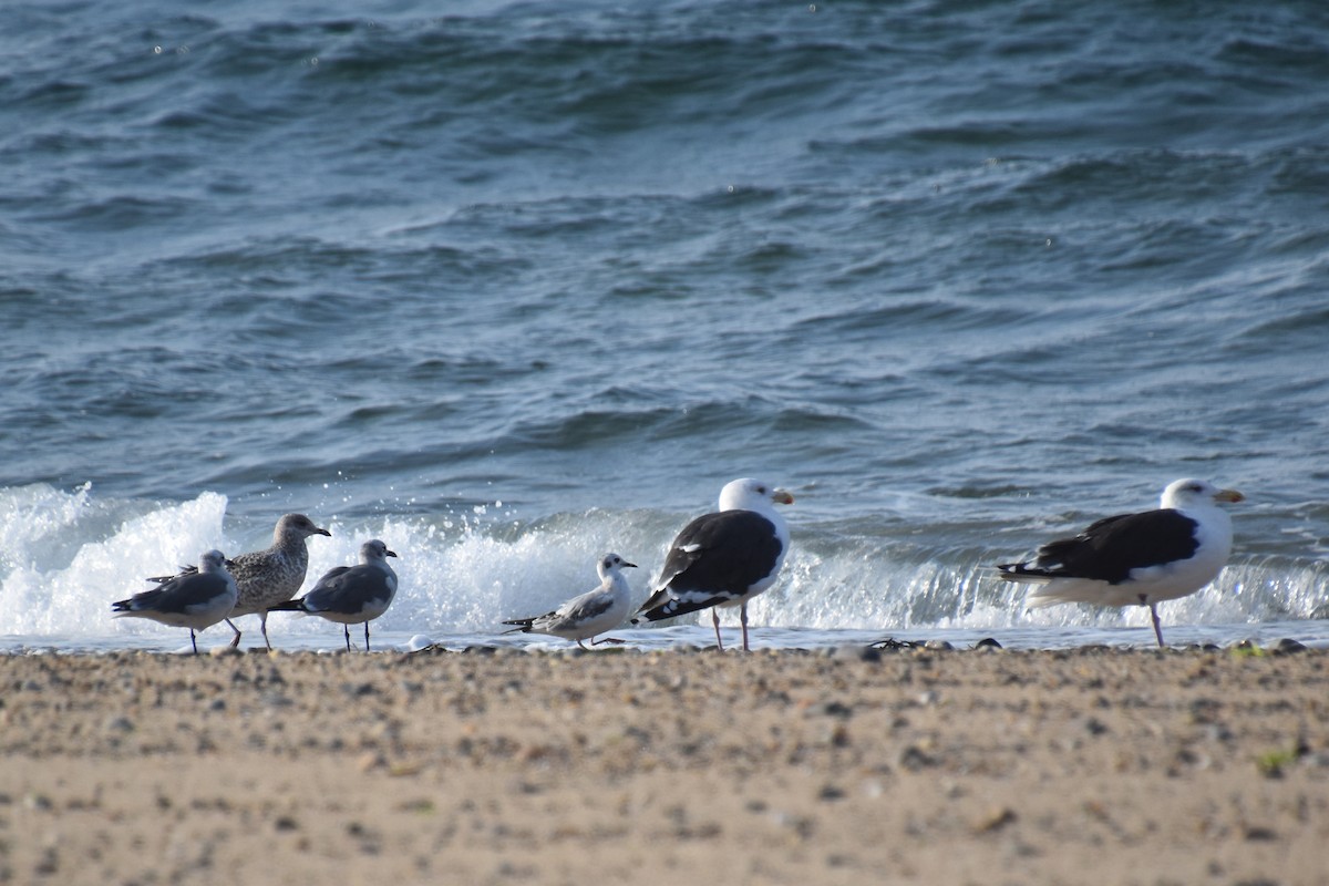 Gaviota de Bonaparte - ML642509126