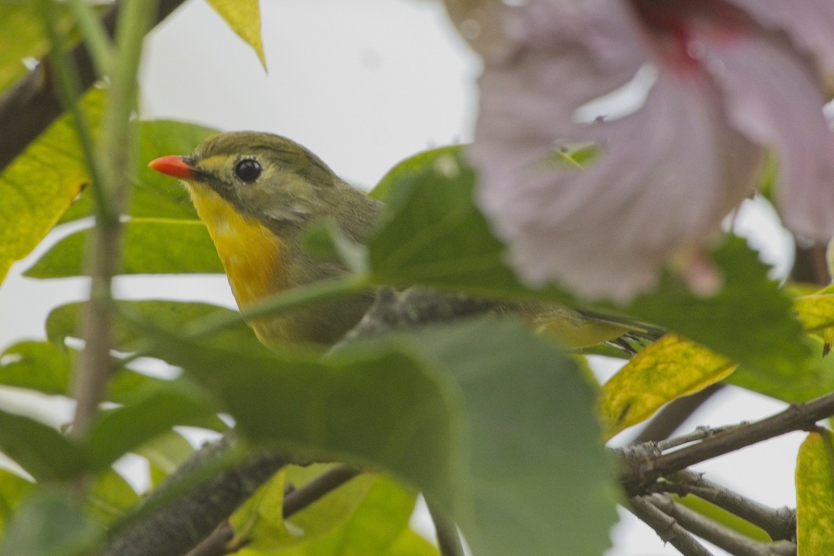 Red-billed Leiothrix - ML642509140