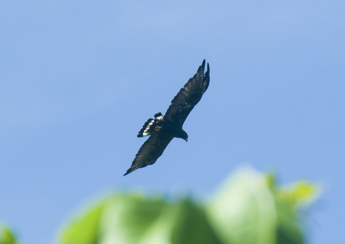 Zone-tailed Hawk - ML642509148