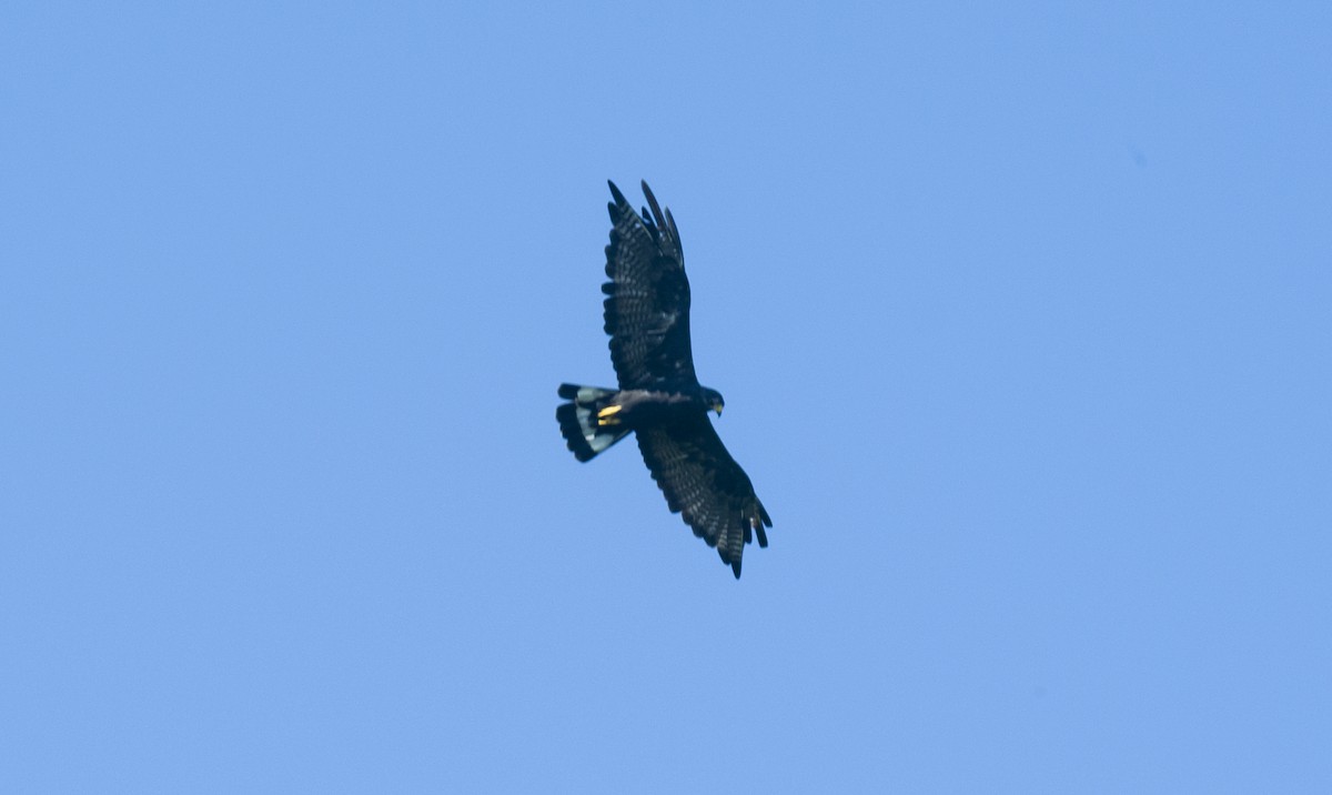 Zone-tailed Hawk - ML642509149