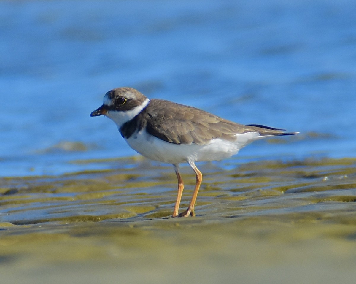 kulík kanadský - ML642509161