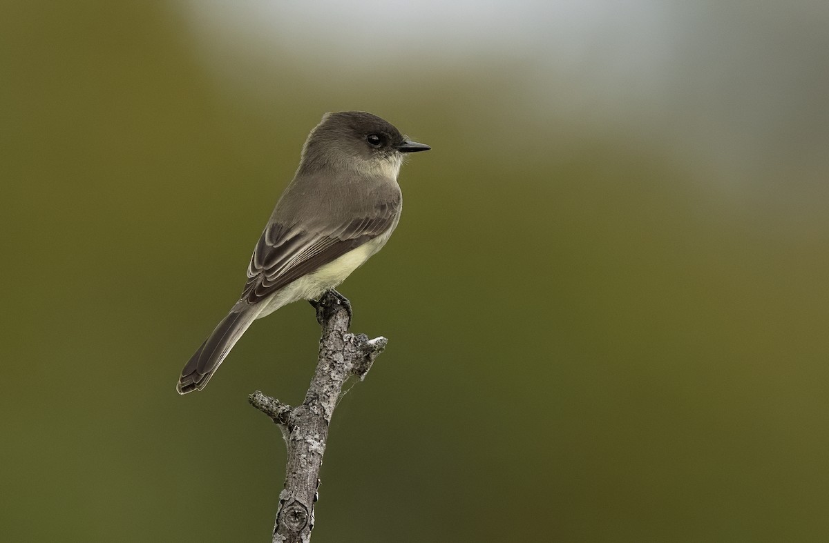 Eastern Phoebe - ML642509162