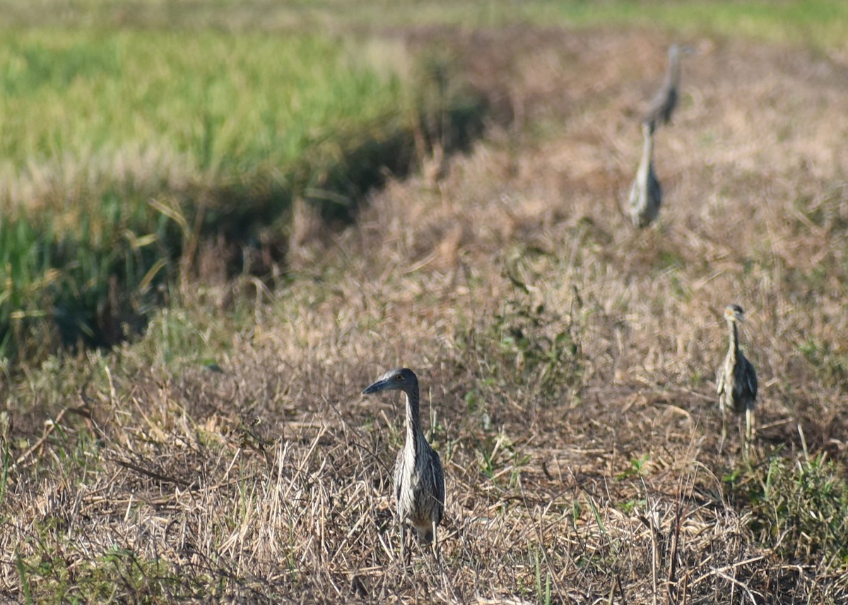 Yellow-crowned Night Heron - ML642509164