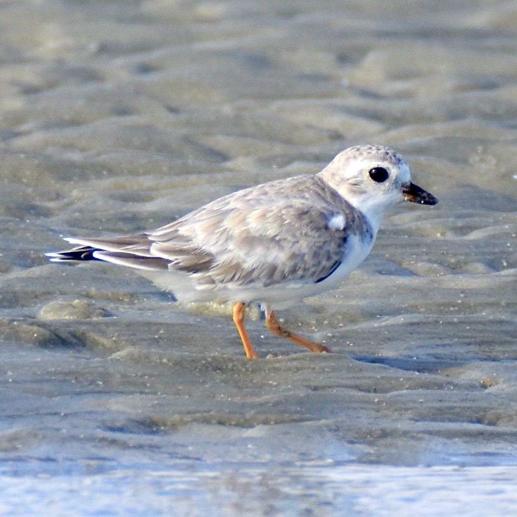 kulík pisklavý - ML642509165