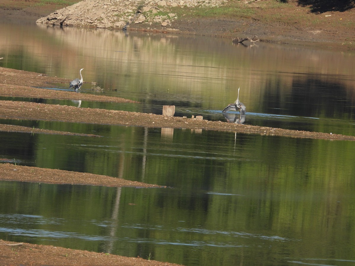 Great Blue Heron - ML642509166