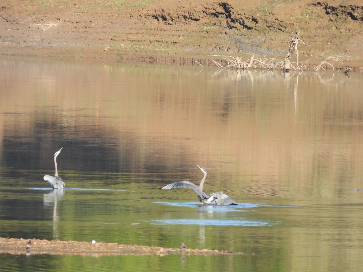 Great Blue Heron - ML642509167