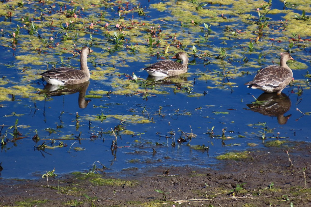 Greater White-fronted Goose - ML642509168