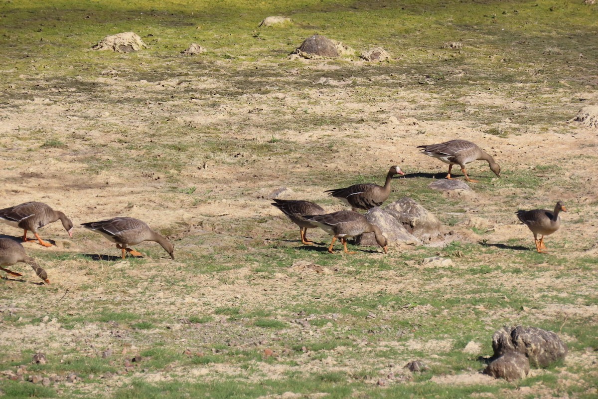 Greater White-fronted Goose - ML642509169