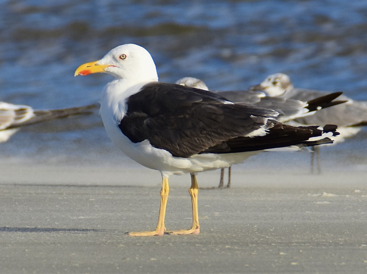 Lesser Black-backed Gull - ML642509170