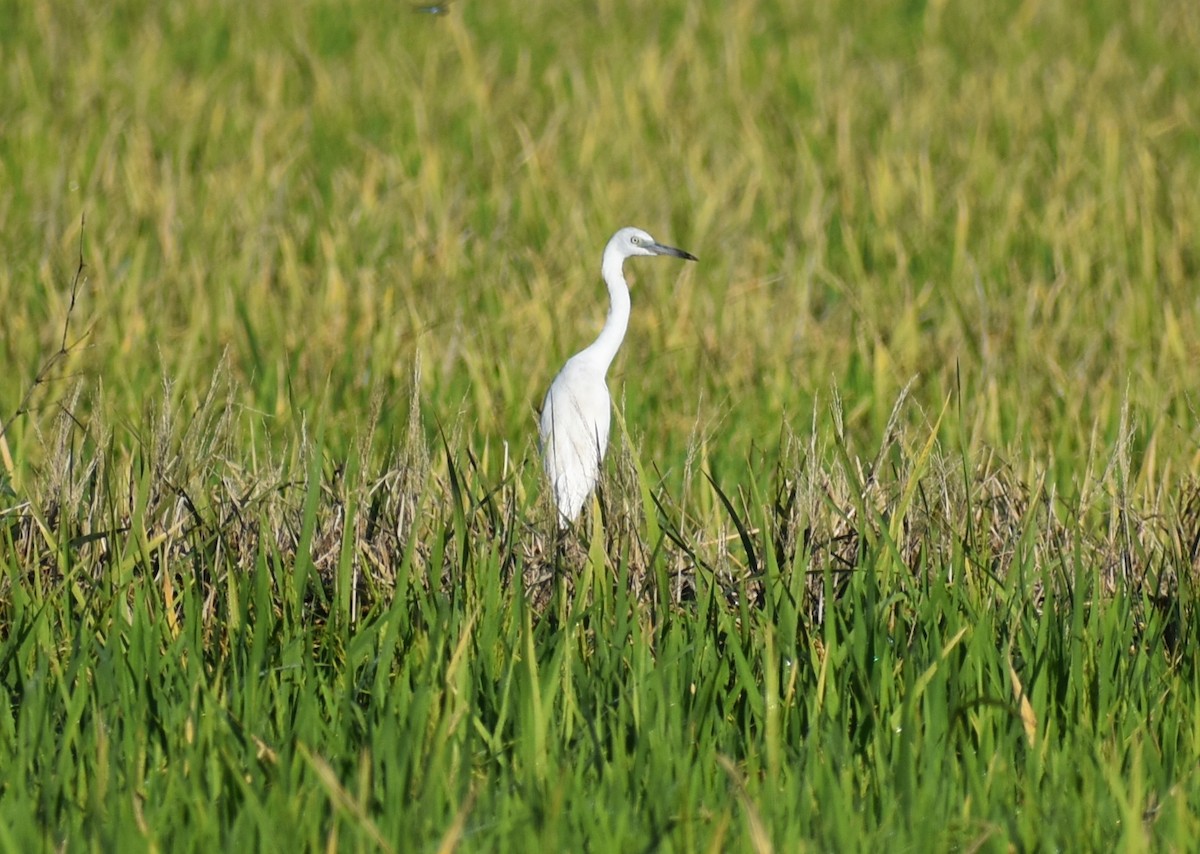 Little Blue Heron - ML642509171