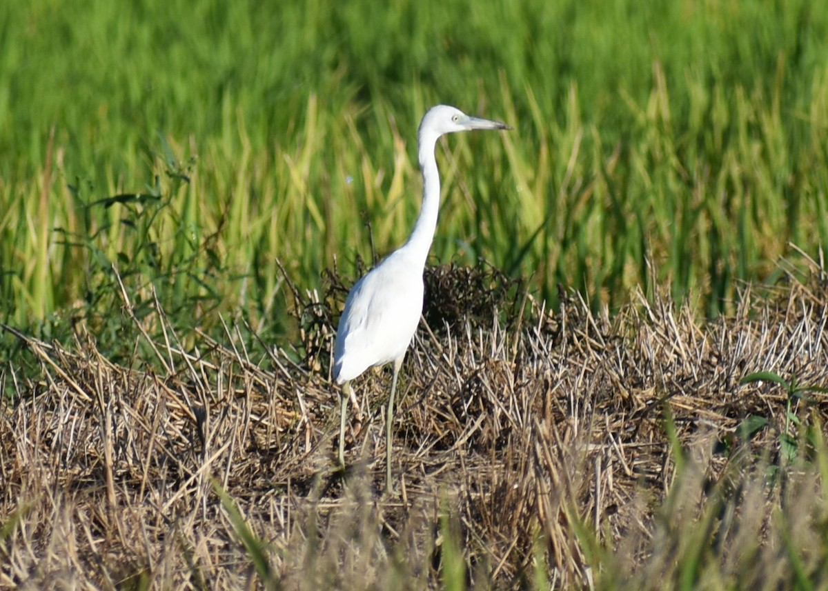 Little Blue Heron - ML642509172